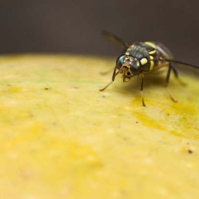 10 things you didn’t know about fruit flies