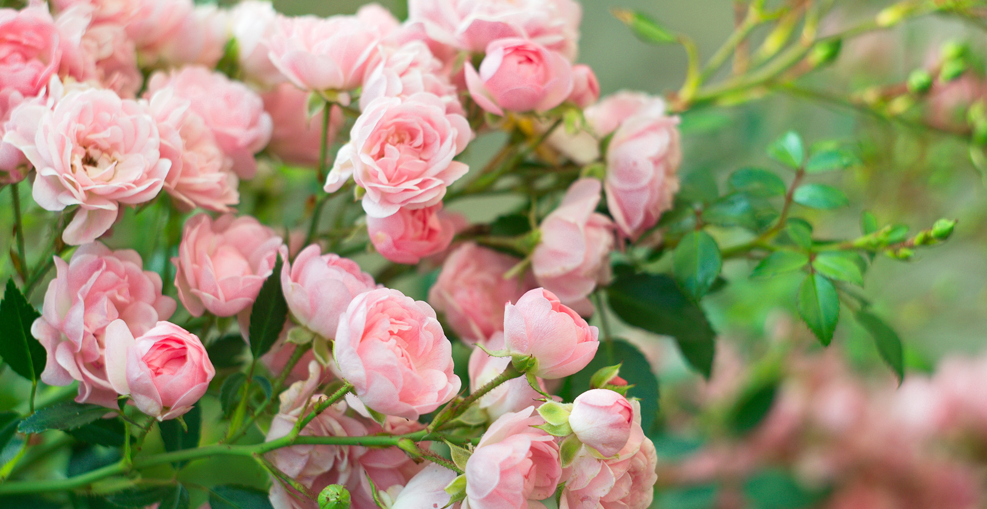 Richgro Rose Care Pack