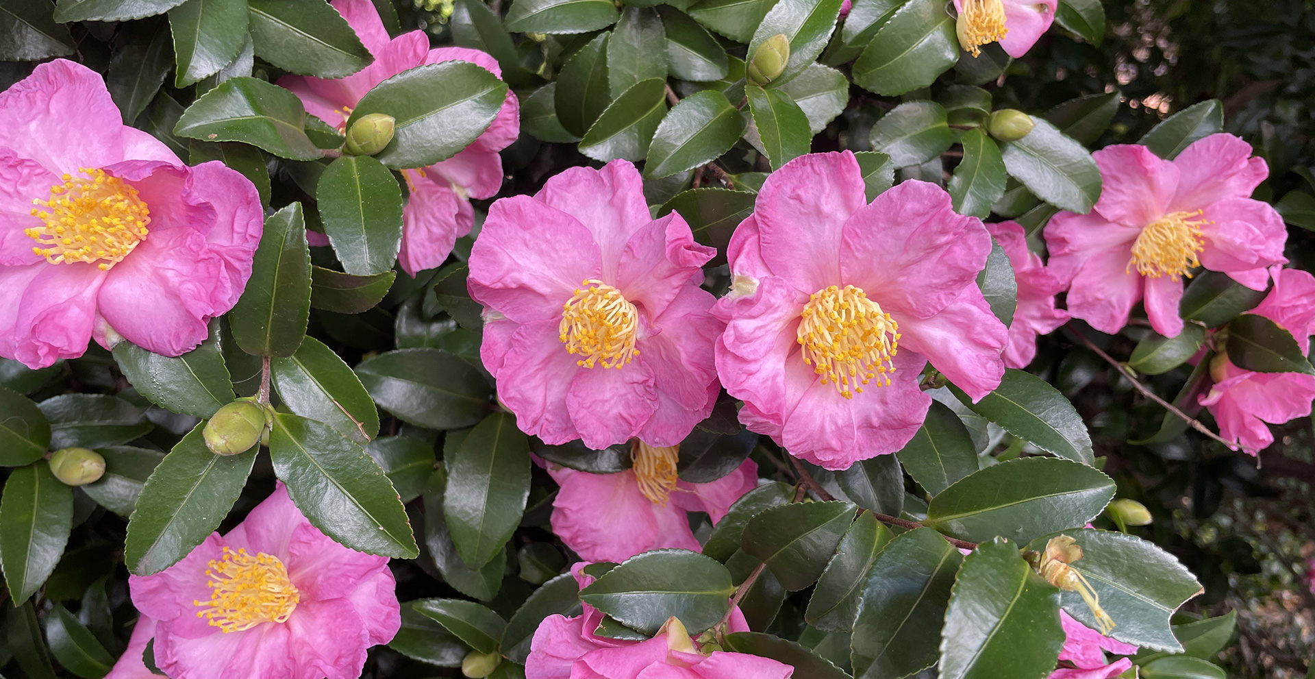 Spoil your mum this Mother's Day!