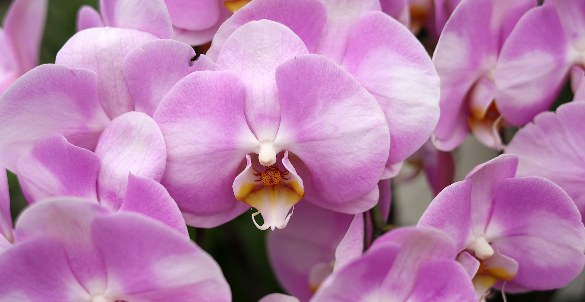 Orchid Pack