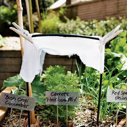 Protect your plants from sunburn: Put on the shades