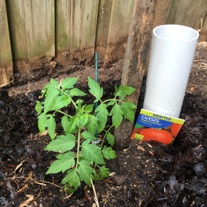 In the Vegetable Patch: It’s time to plant tomatoes