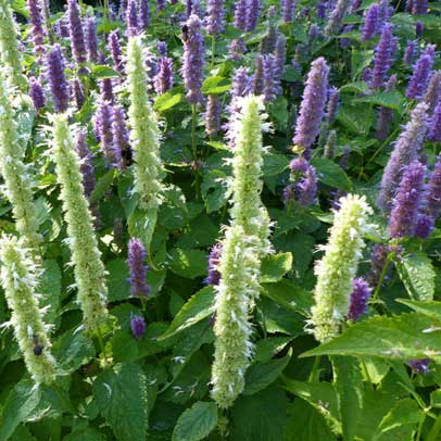 Star of the season: Agastache