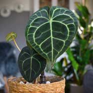 Know your: indoor trophy plants