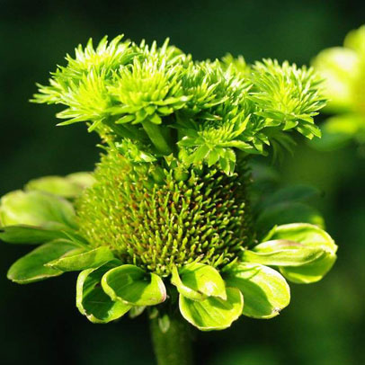 Bugwatch: Aster Yellows