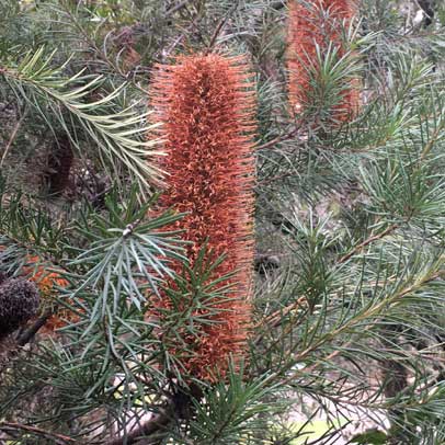 The Brilliant Banksia