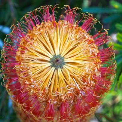 Star of the season: Dwarf Banksia