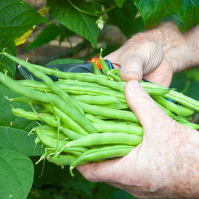 In the Vegetable Patch: Time to sow beans