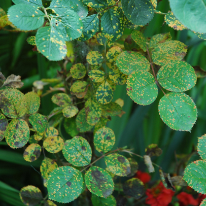 How to manage Black Spot on Roses