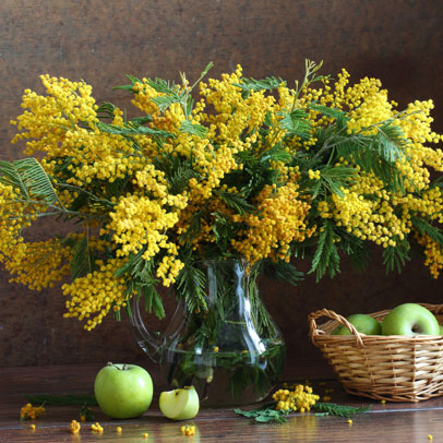 Star of the Season: Flowering Wattle