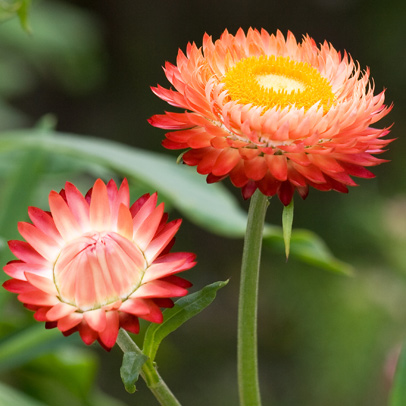 Ditch Short-Lasting Daisies for Everlasting Daisies