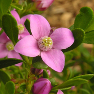 The List: Our top 6 bush pinks