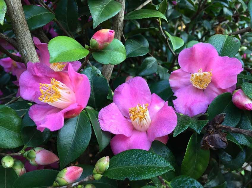 Camellia clearance fairy wand