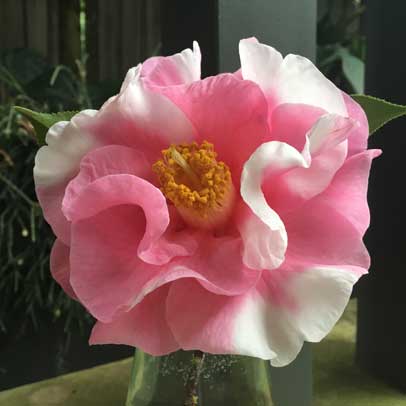 A Camellia Update