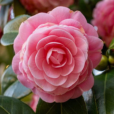 In your garden: June