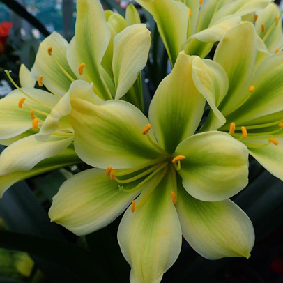 Star of the Season: Clivia