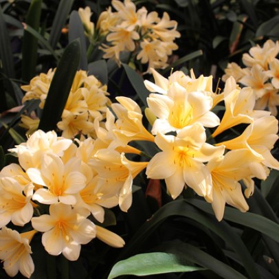 Star of the season: Clivia