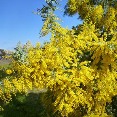 Star of the season: Acacia