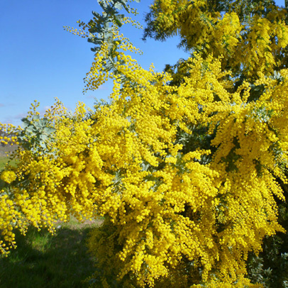 Star of the Season: the Aussie Wattle