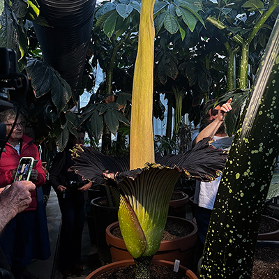 Dr Uwe Stroeher visits Amorphophallus titanium at Adelaide Botanic Gardens