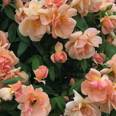 Know your: Roses for warm areas