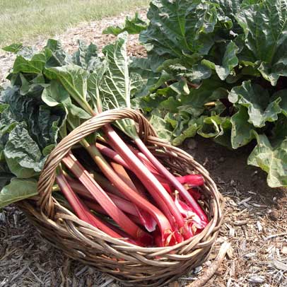 In the Vegie Patch … it’s time to plant rhubarb