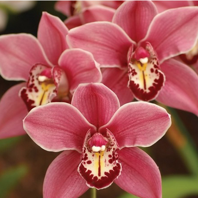 Know Your Orchids