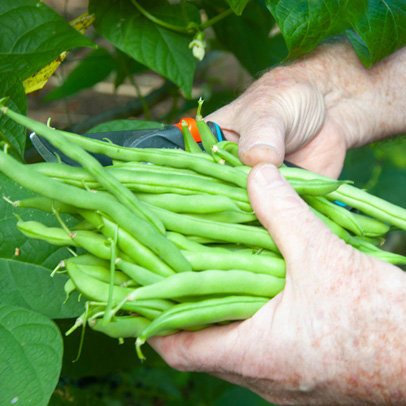 In the Vegie Patch: Time to sow beans
