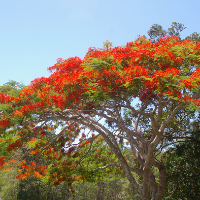 In the Subtropical Garden: December