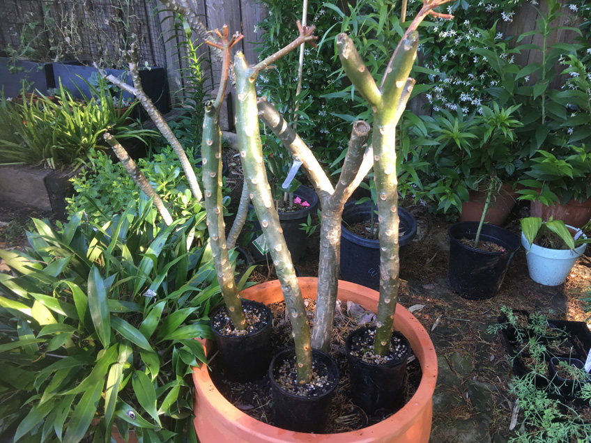 What To Do This WeekTake frangipani cuttings The Garden Clinic