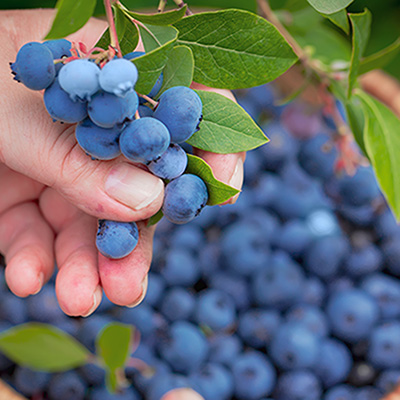 Blueberry Super Food Pack