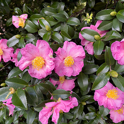 Spoil your mum this Mother's Day!