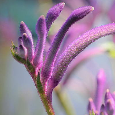 New release: Kangaroo Paws