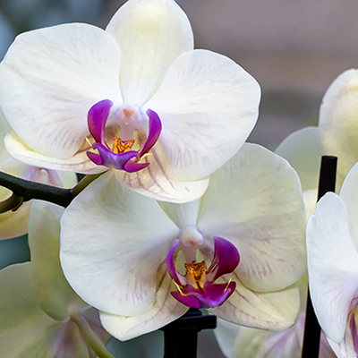 Orchid & Winter Garden Recovery Pack