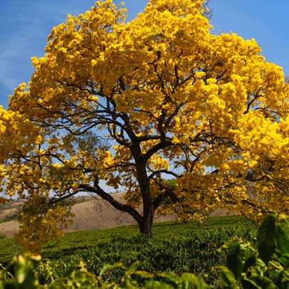 Know your flowering trees