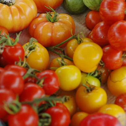 Getting ready for Tomato Time