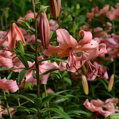 It's time to plant Liliums