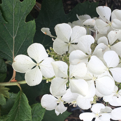 Spotlight: Oak Leaf Hydrangea