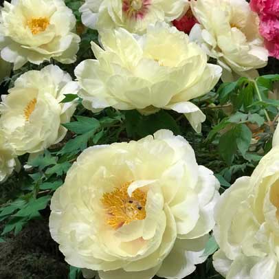 Plants I Love: peony