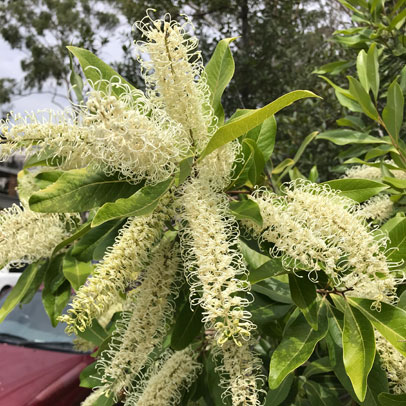 In The Garden This Week