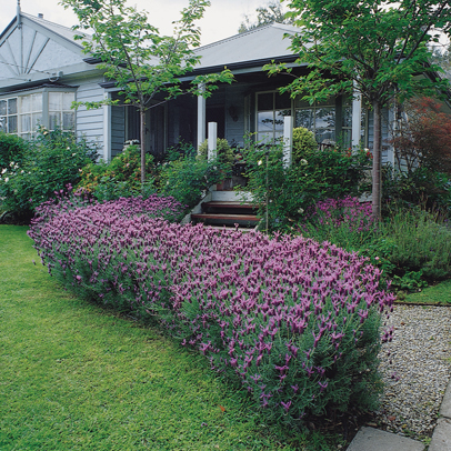 Bee friendly lavender