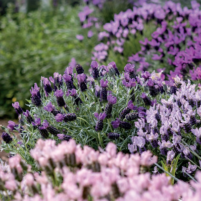 Plant of the Year Lavender Pack