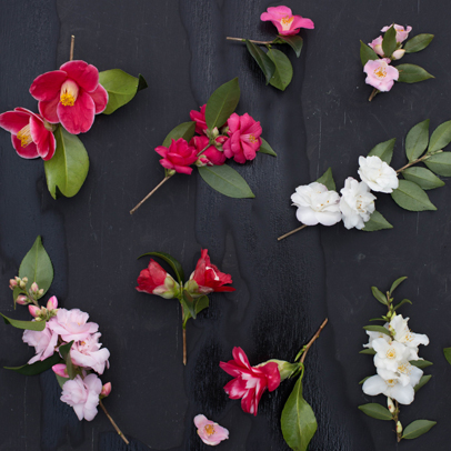 Tiny Fairy-Wand Camellias