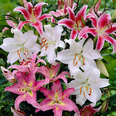 Casablanca lilies