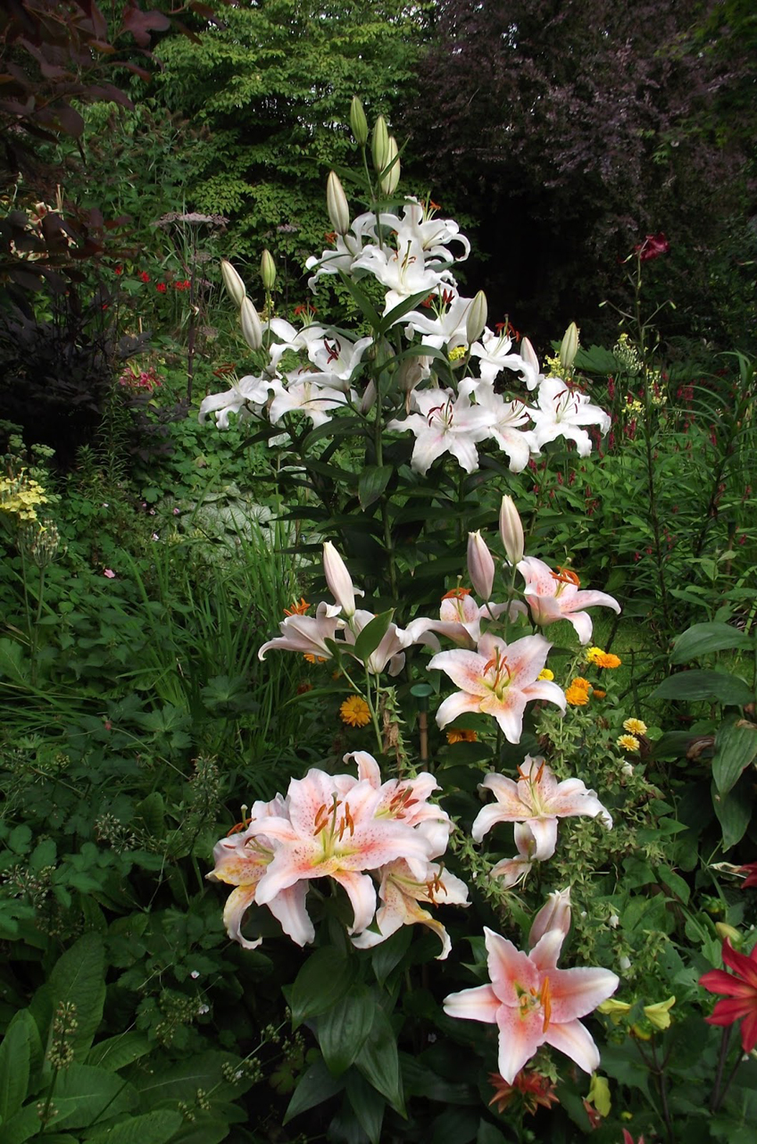 Casa outlet blanca lily