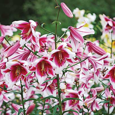 Red Earth Bulb's Lilium 2019 Collection