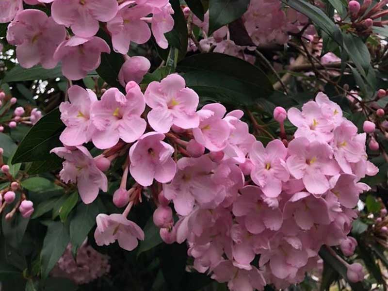 Plant of the Week: Luculia