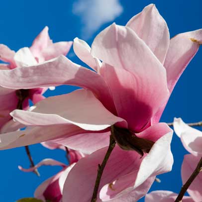 Meet Mark Jury, magnolia breeder