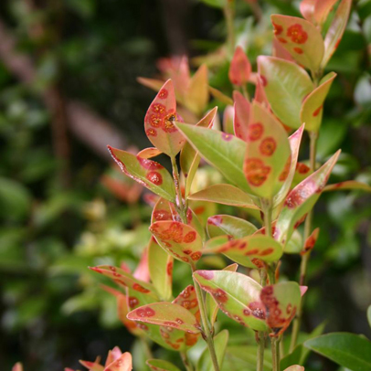 Myrtle rust - a threat to the Australian landscape and plant industries