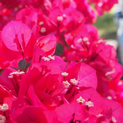 Secrets of Bougainvillea